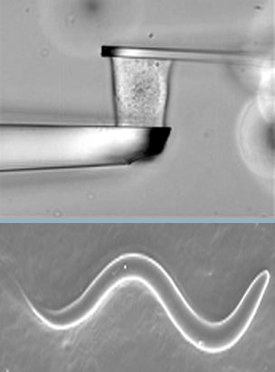 labex seam photo